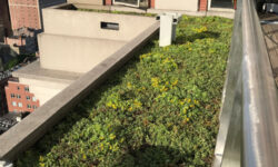 Green Roof Project